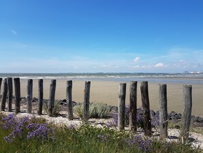A beach with wooden posts and purple flowers in the foreground. - Cascara, a quiet, detached cottage near the beach (Baarland)