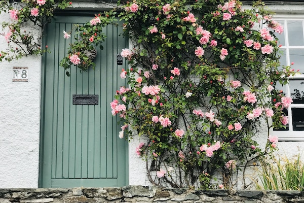 The roses in bloom at Lilac Tree Cottage