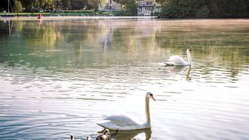 Lac