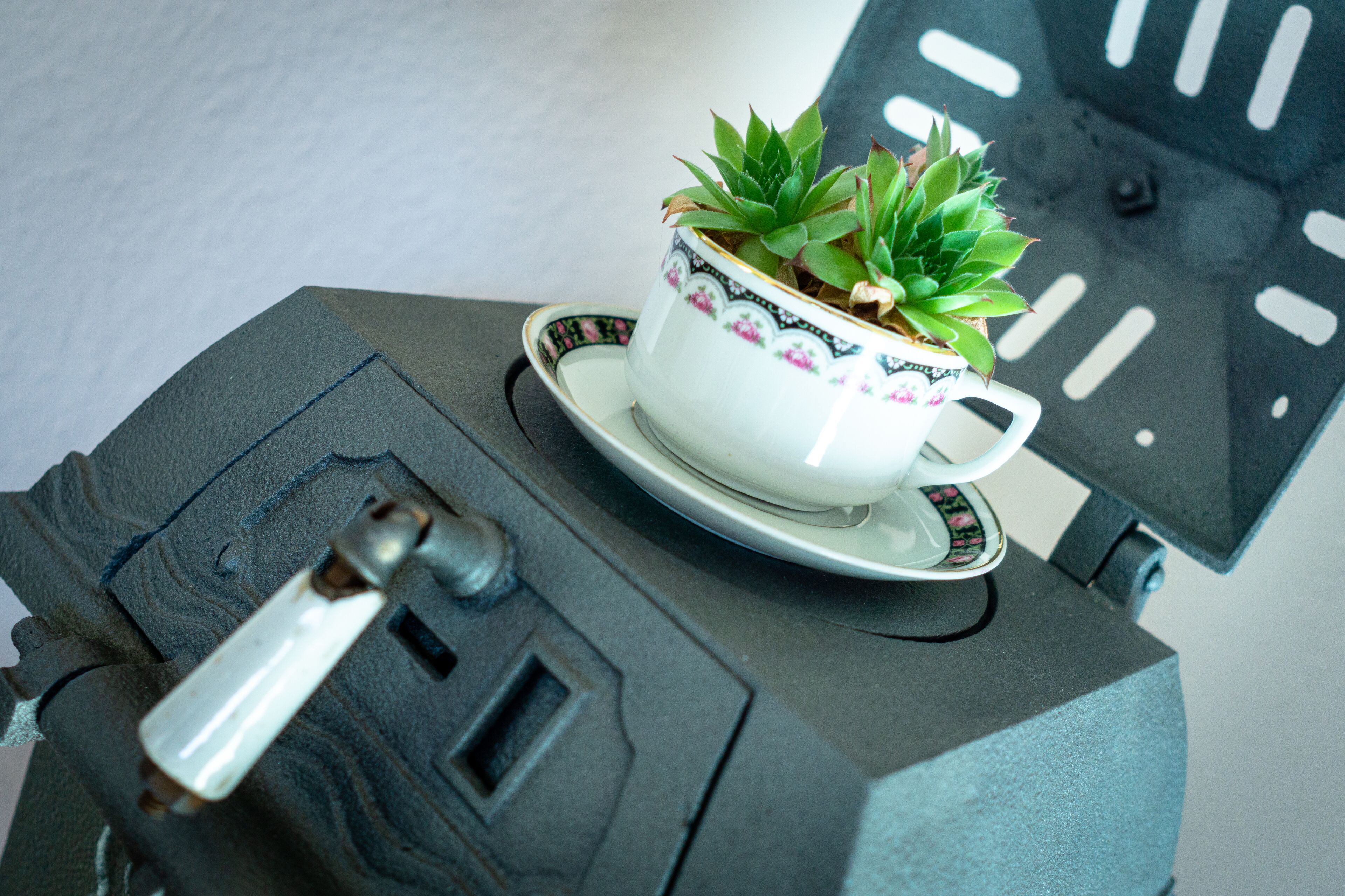 Een vetplantje in een pot op een schotel, geplaatst op een metalen oppervlak met een klokkenschedel.