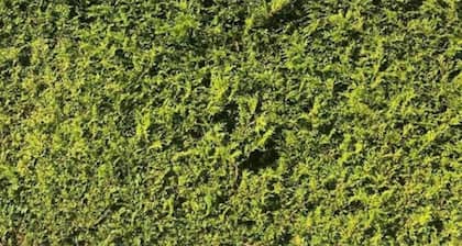 Alpine Escape Holiday Home with Mountain View