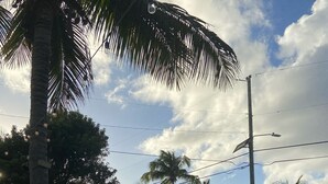 An outdoor seating area with palm trees, picnic tables, and umbrellas. - Walk to Beach at Cane Bay- Porch Mountain Views, Sea from the backyard (Christiansted)