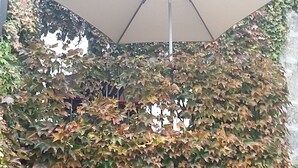 Un área de estar al aire libre con un gran paraguas, rodeada de muros cubiertos de hiedra y un edificio de piedra al fondo.