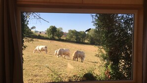 Blick durch ein Fenster auf eine ländliche Landschaft mit weidenden Kühen, Bäumen und blauem Himmel.