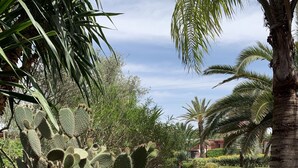 Un jardin de cactus avec un chemin pavé, des palmiers et diverses autres plantes.