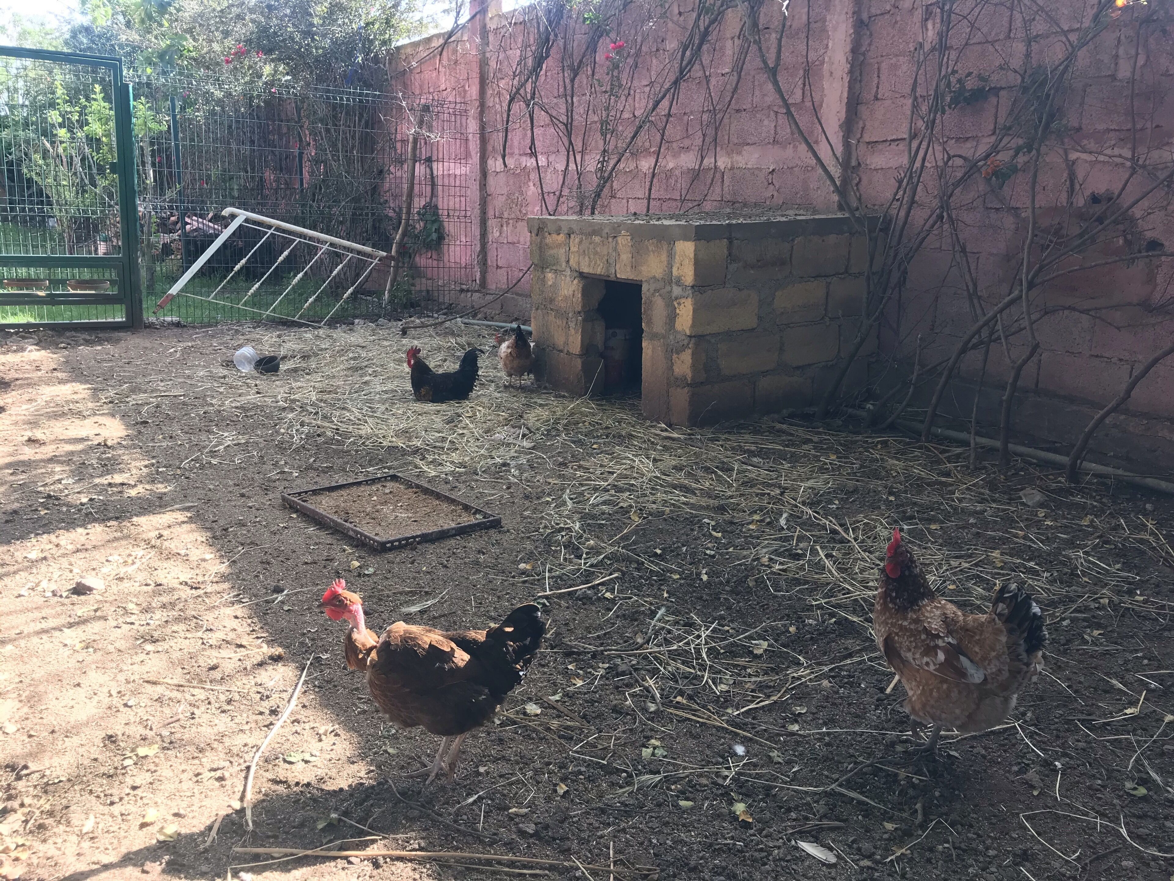 A chicken coop with a brick structure and a wire fence.
