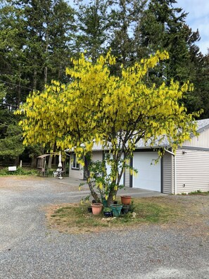 A tree with yellow flowers in front of a building with a garage.