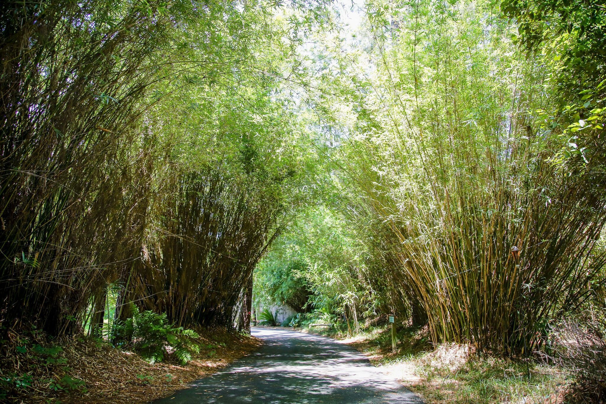 A pathway flanked by dense bamboo trees.