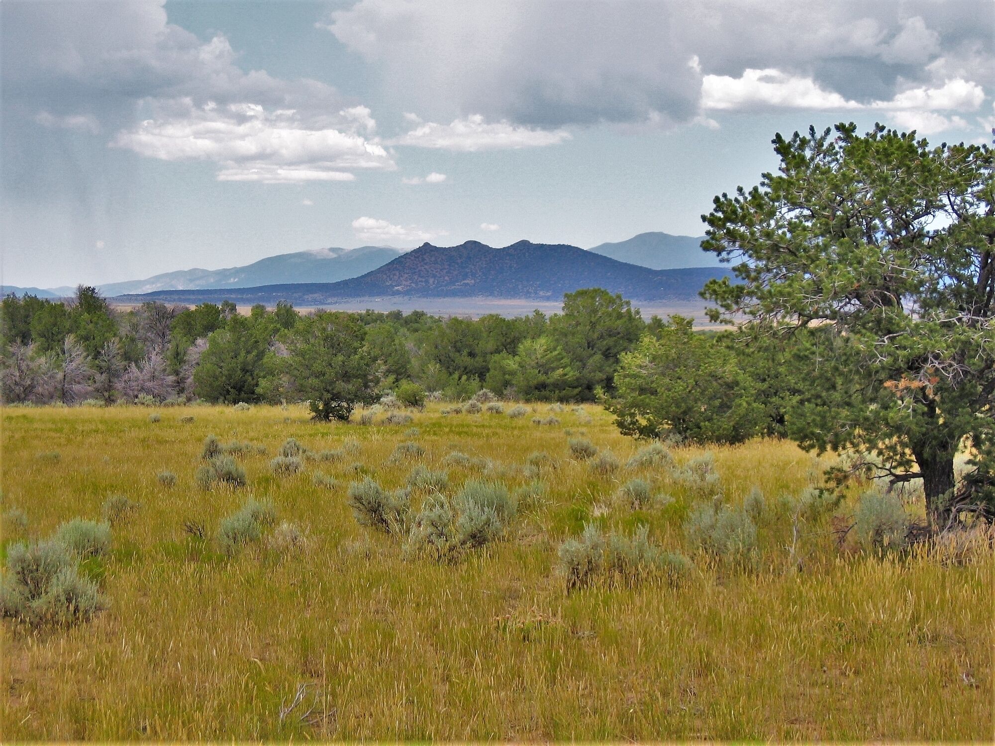 A natural landscape with a mountain in the background, a clear sky, and a variety of trees and shrubs in the foreground.