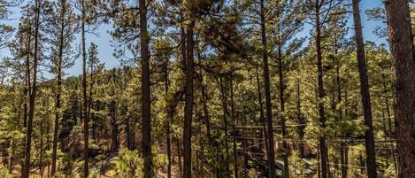 A forested area with tall pine trees and a visible house in the background.
