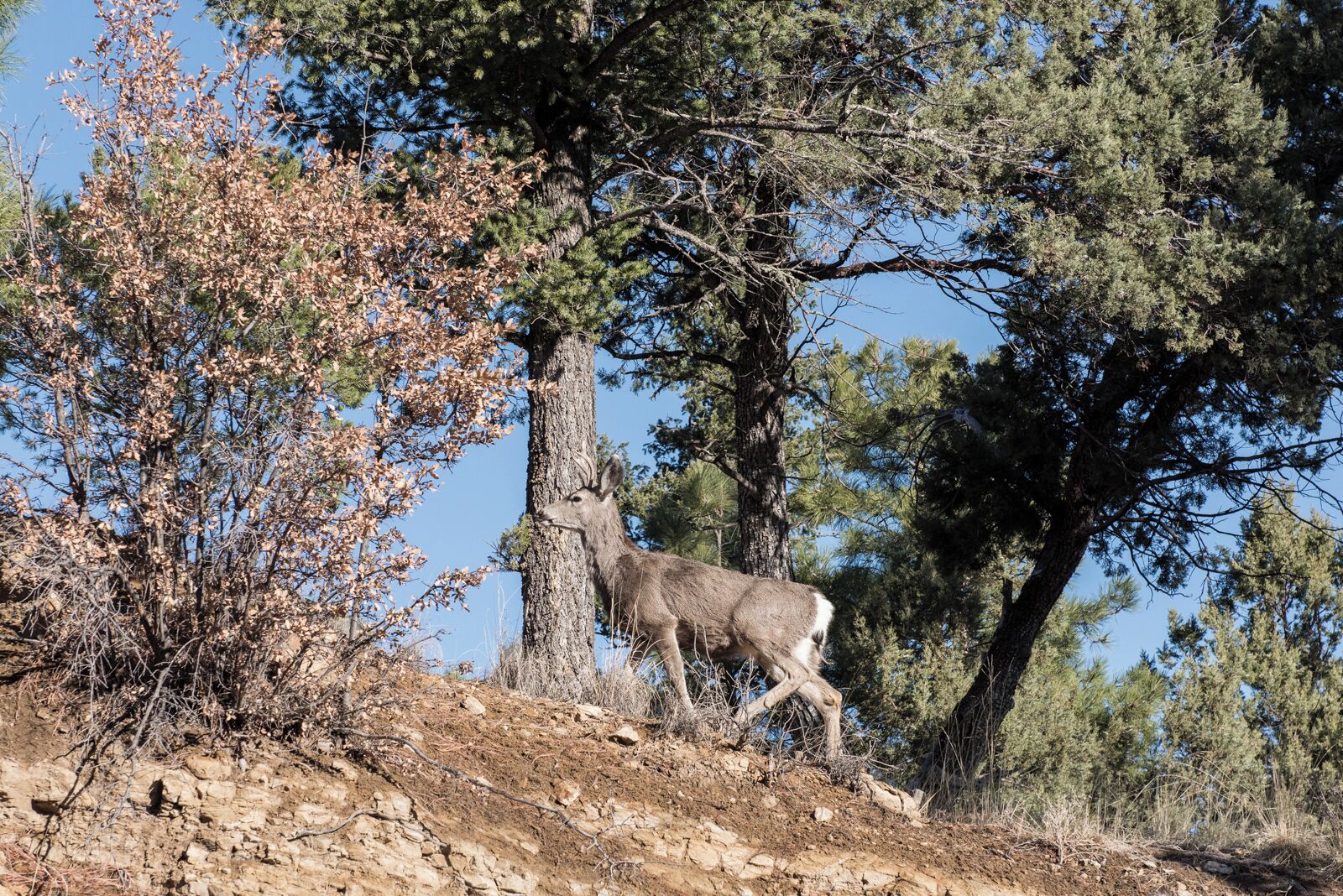 A deer in a natural setting with trees and rocky terrain.