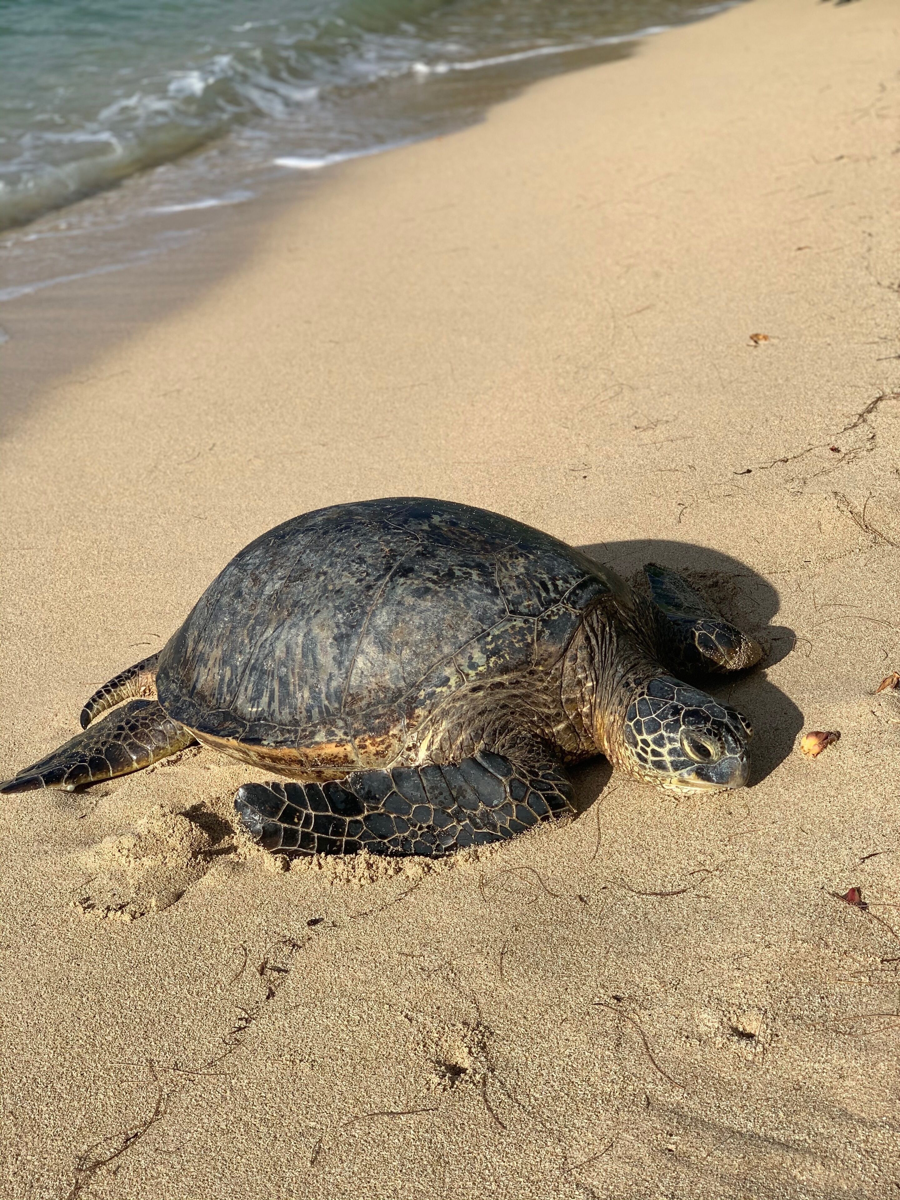 On the beach, sun loungers, beach towels