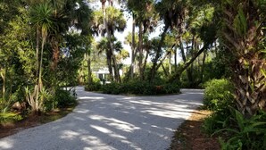 A paved pathway surrounded by dense tropical vegetation and palm trees. - The Treehouse:Treeline View, Screened Porch, Private Balcony (Melbourne Village)