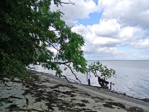 A beach with a tree overhanging the water. - 4 Star Holiday Home in Hejls (Hejls)