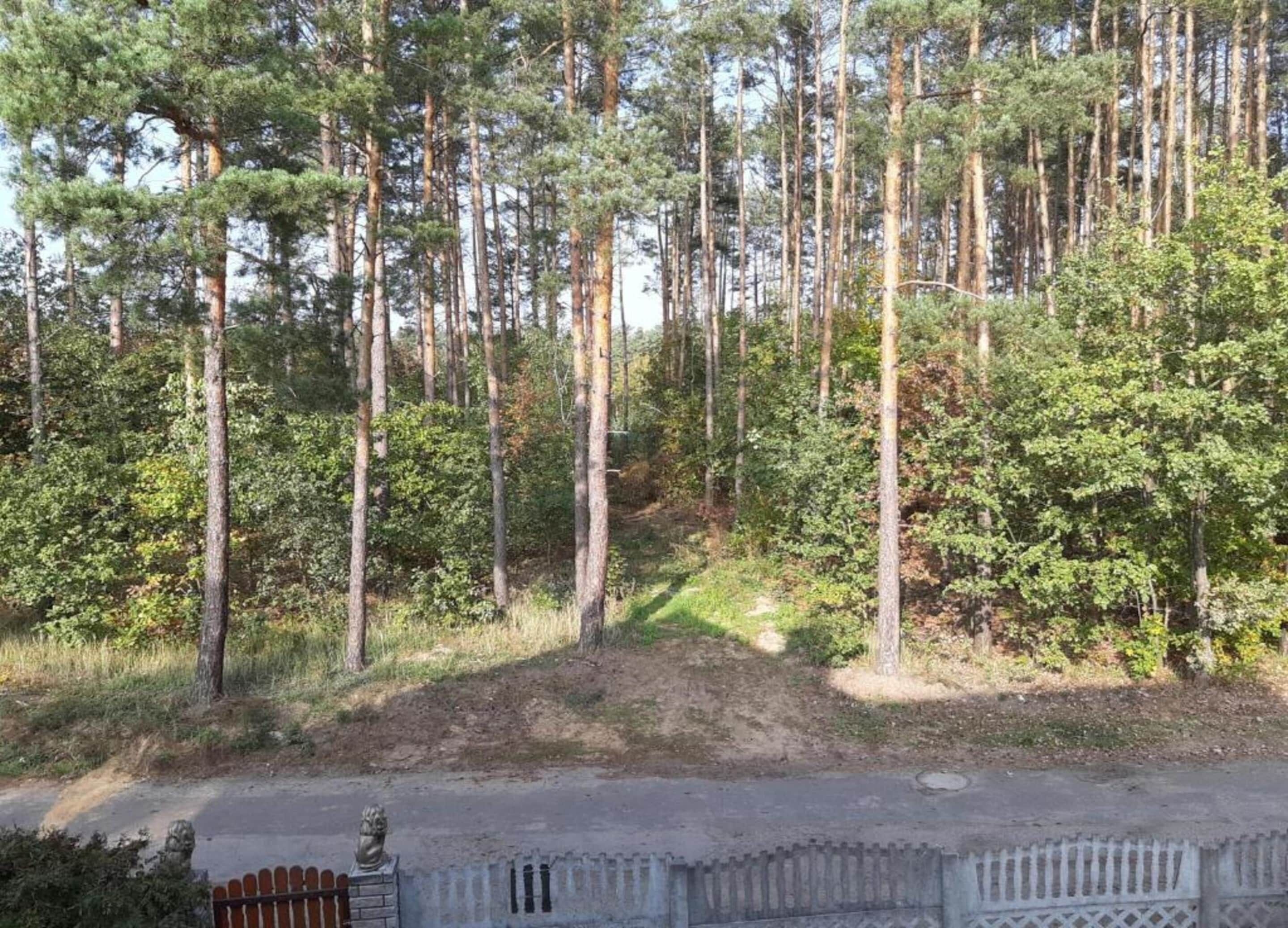 A forested area with tall trees and a paved path.