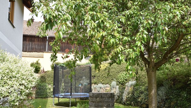 Un cortile con un trampolino, un albero e un gatto.