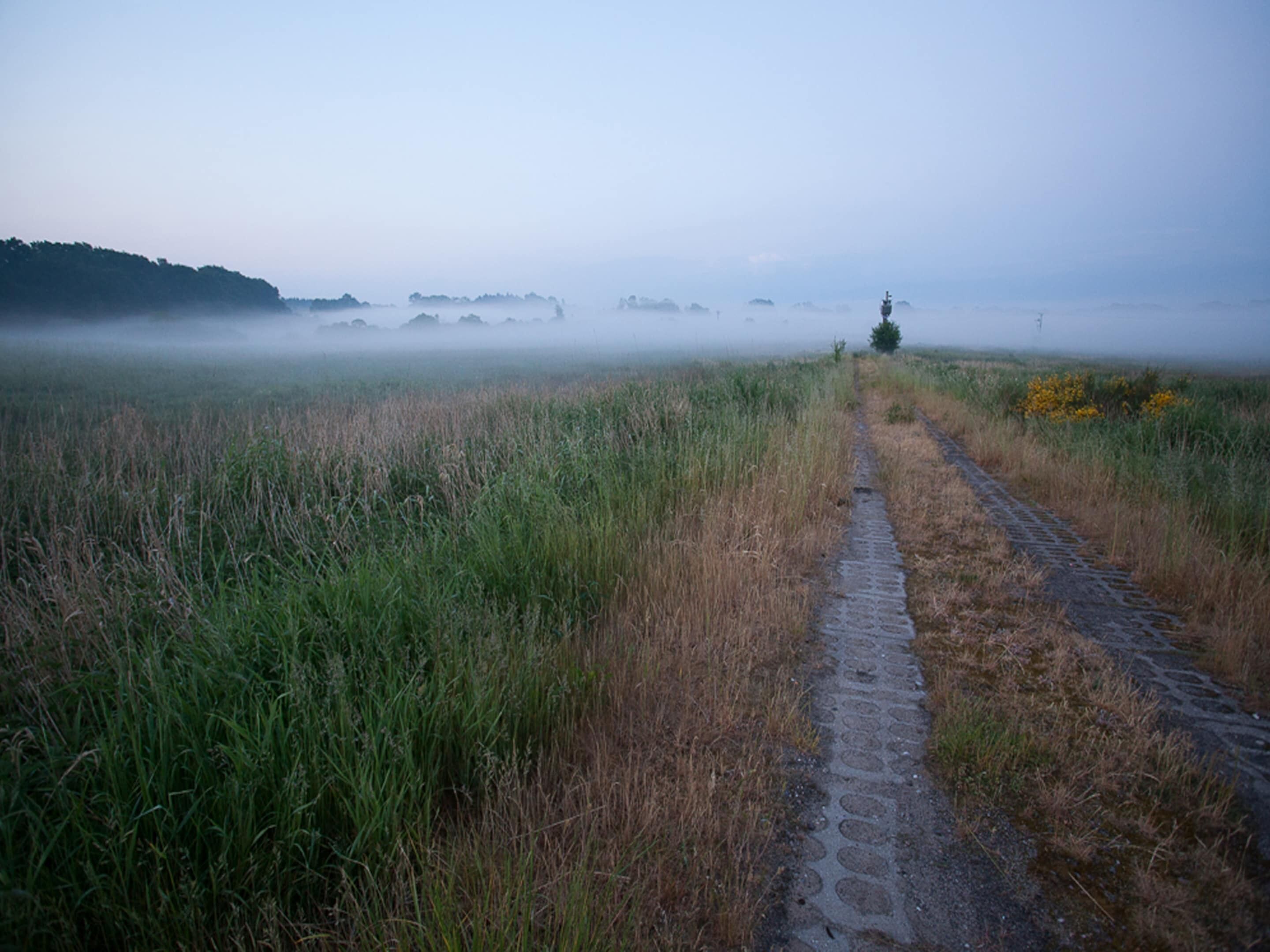 A foggy landscape with a narrow path leading through tall grass towards a distant tree.