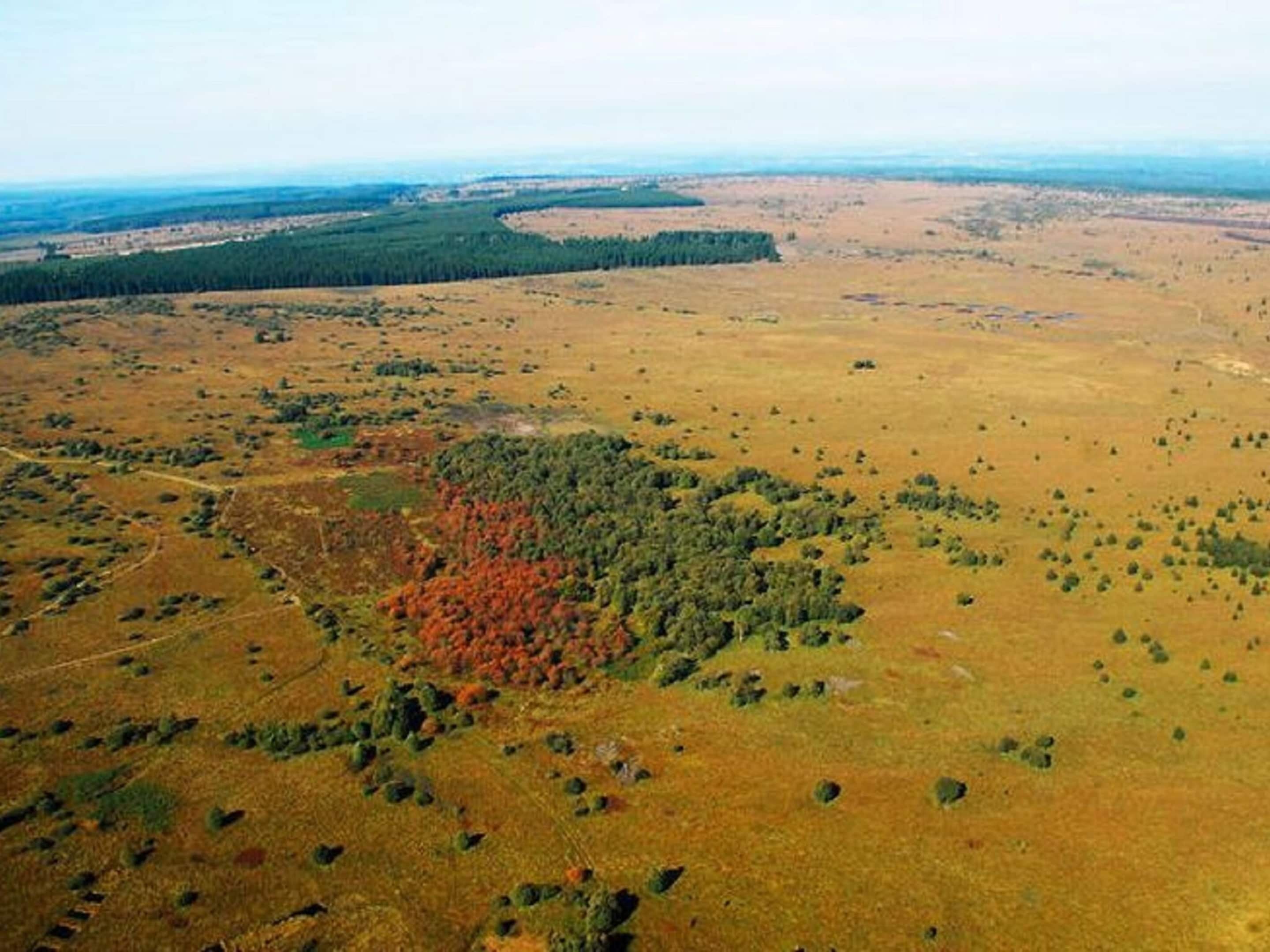 An aerial view of a vast open field with scattered trees and a dense forest in the distance.