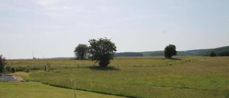 Un campo cubierto de hierba con algunos árboles y un cielo despejado.