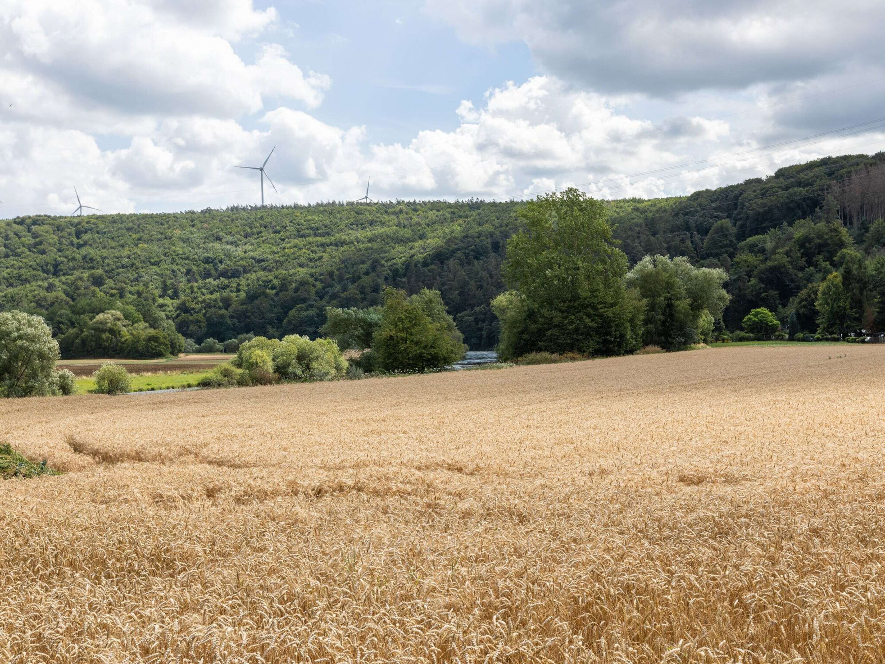 Un champ de blé avec une rivière et des éoliennes en arrière-plan.