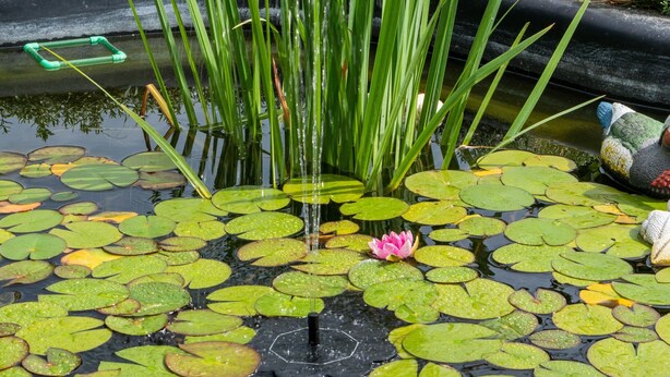 A pond with lily pads and a water fountain. - Ferienwohnung in Braunichswalde (Braunichswalde)