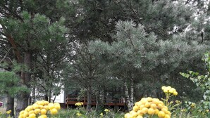 A natural landscape with trees and wildflowers. - Glass Cottage in Jelenska Huta With Terrace (Szemud)