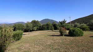 Ein grasbewachsenes Feld mit Bäumen und einem Berg im Hintergrund.