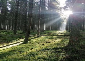 House | View from property