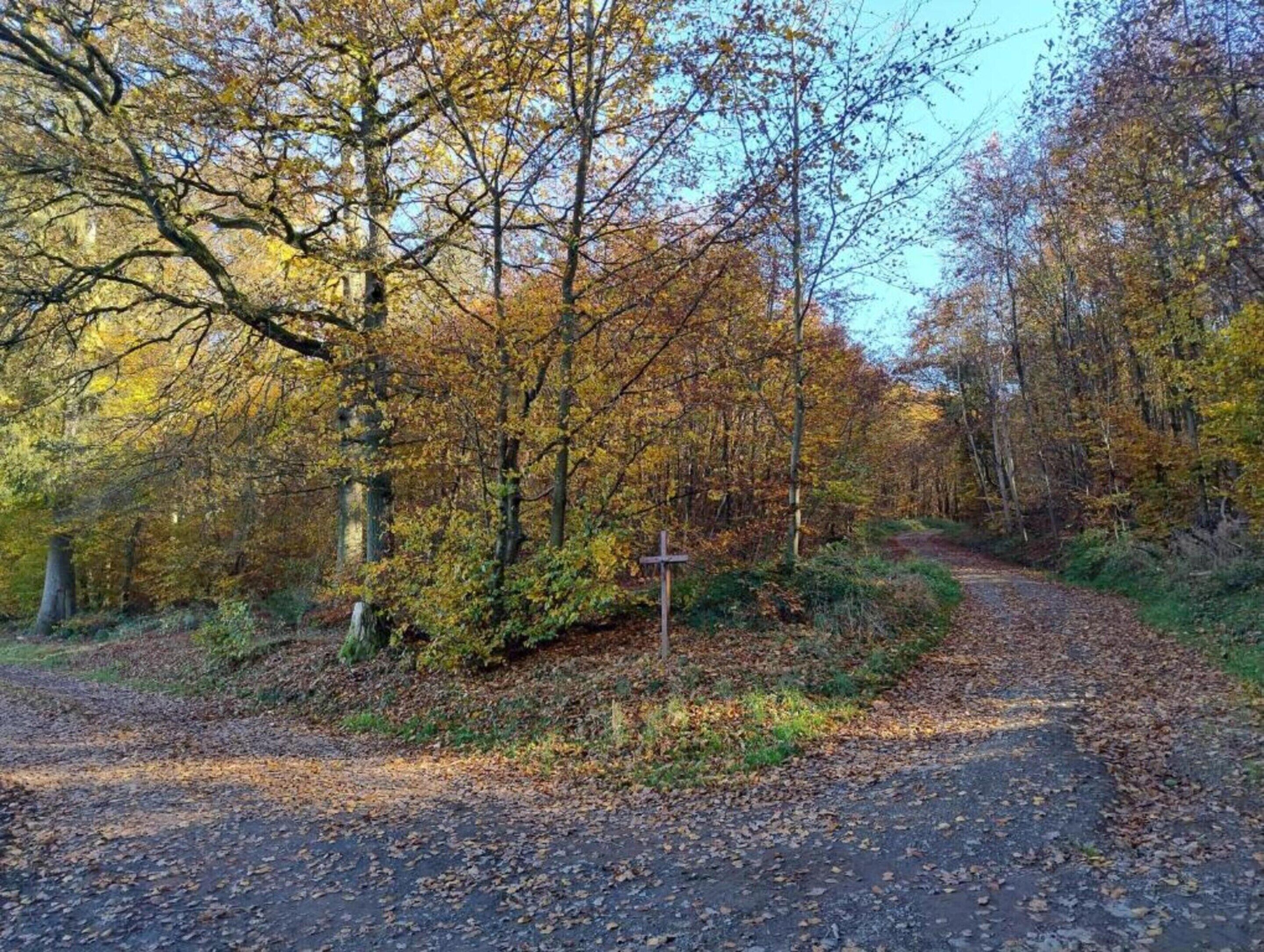 A forested area with a dirt path and a wooden signpost.