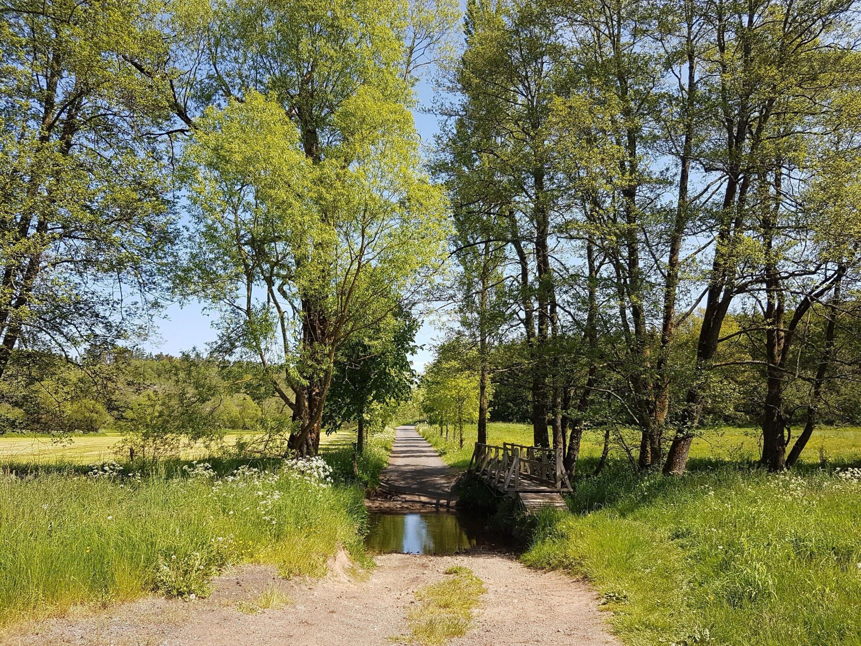 Een smal pad dat door een bebost gebied slingert, met een kleine beek en een houten brug.