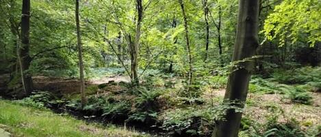 House | View from property