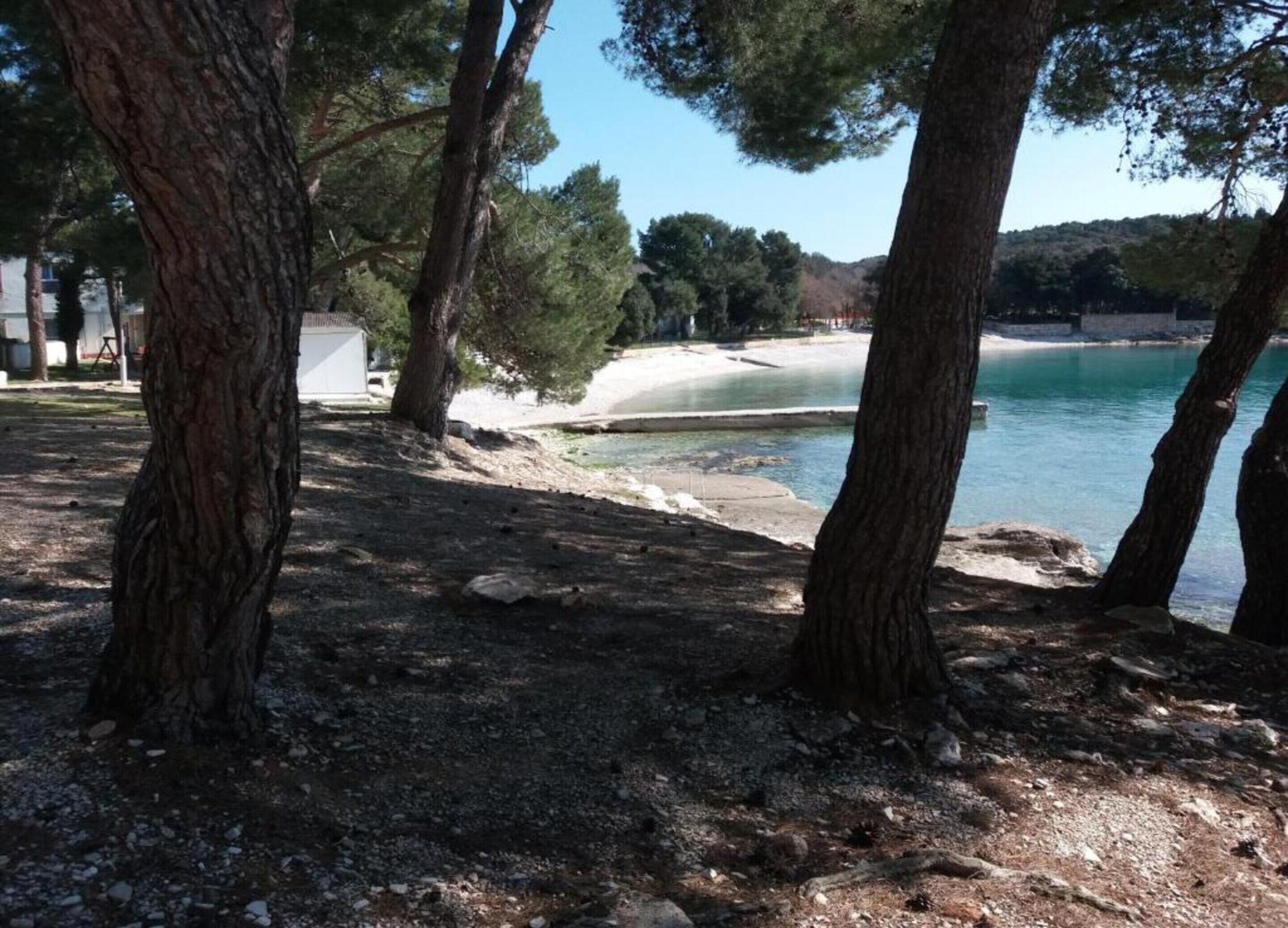 Un environnement naturel caractérisé par la présence d’arbres, d’un sol rocheux et d’une étendue d’eau.