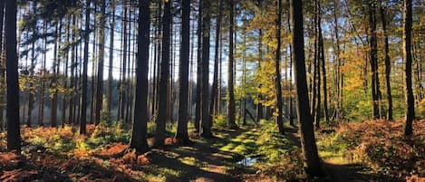 Un sentier forestier bordé de grands arbres et où le feuillage arbore une palette de verts et de bruns.