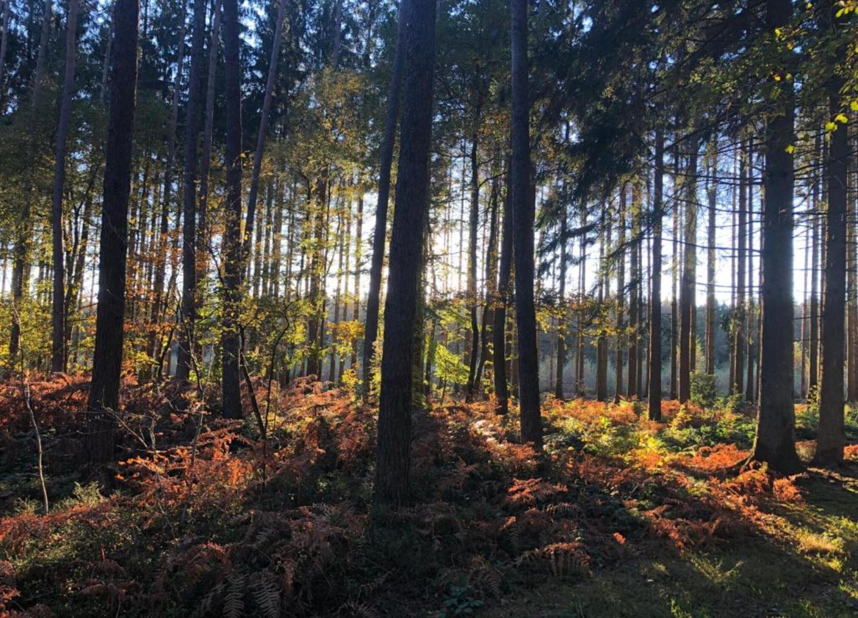 Un bosque denso con árboles altos y el suelo cubierto de helechos y hojas caídas.
