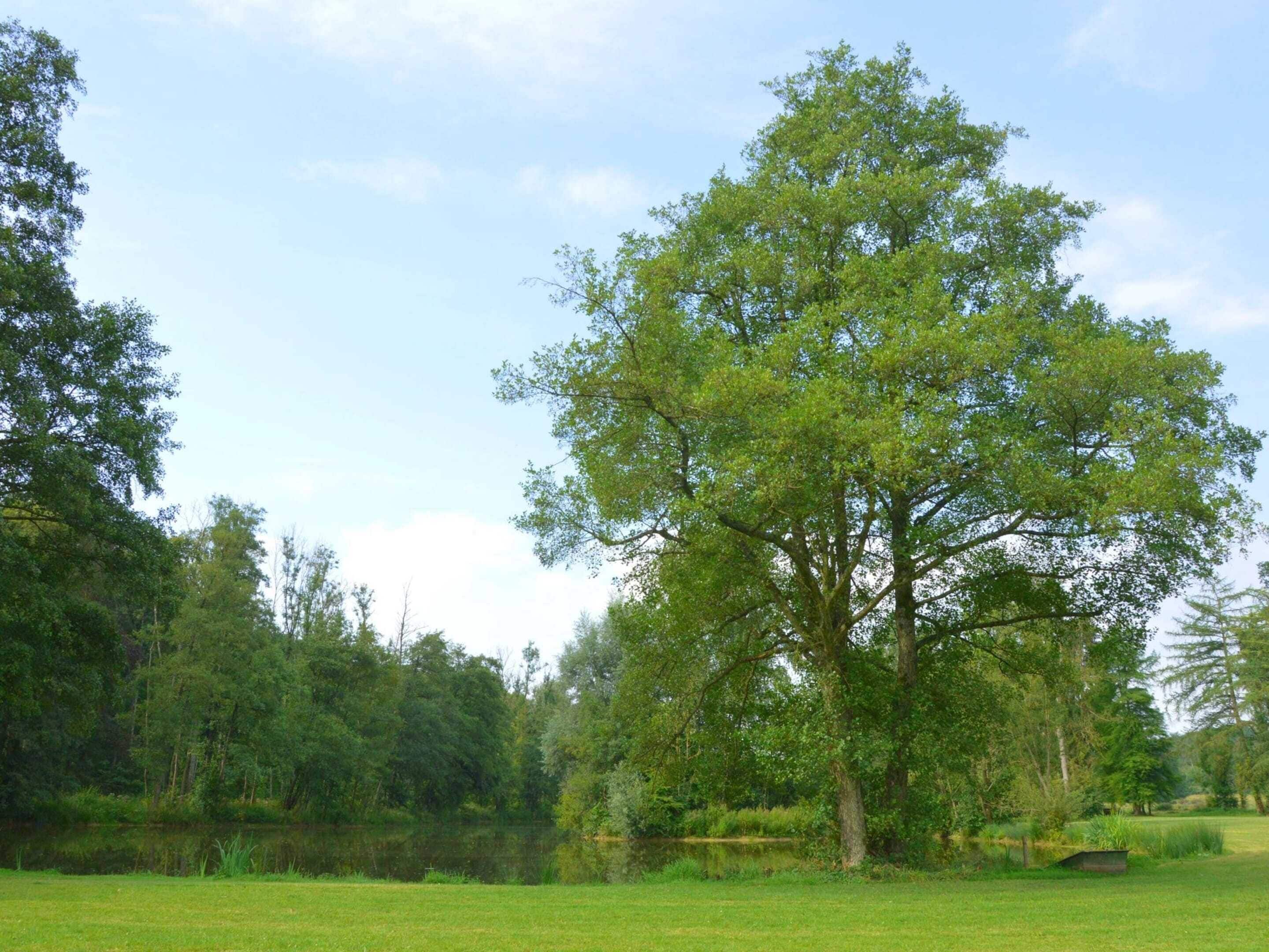 A large tree in a grassy field with a body of water in the background.