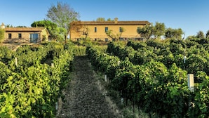 A vineyard with rows of grapevines and a building in the background.