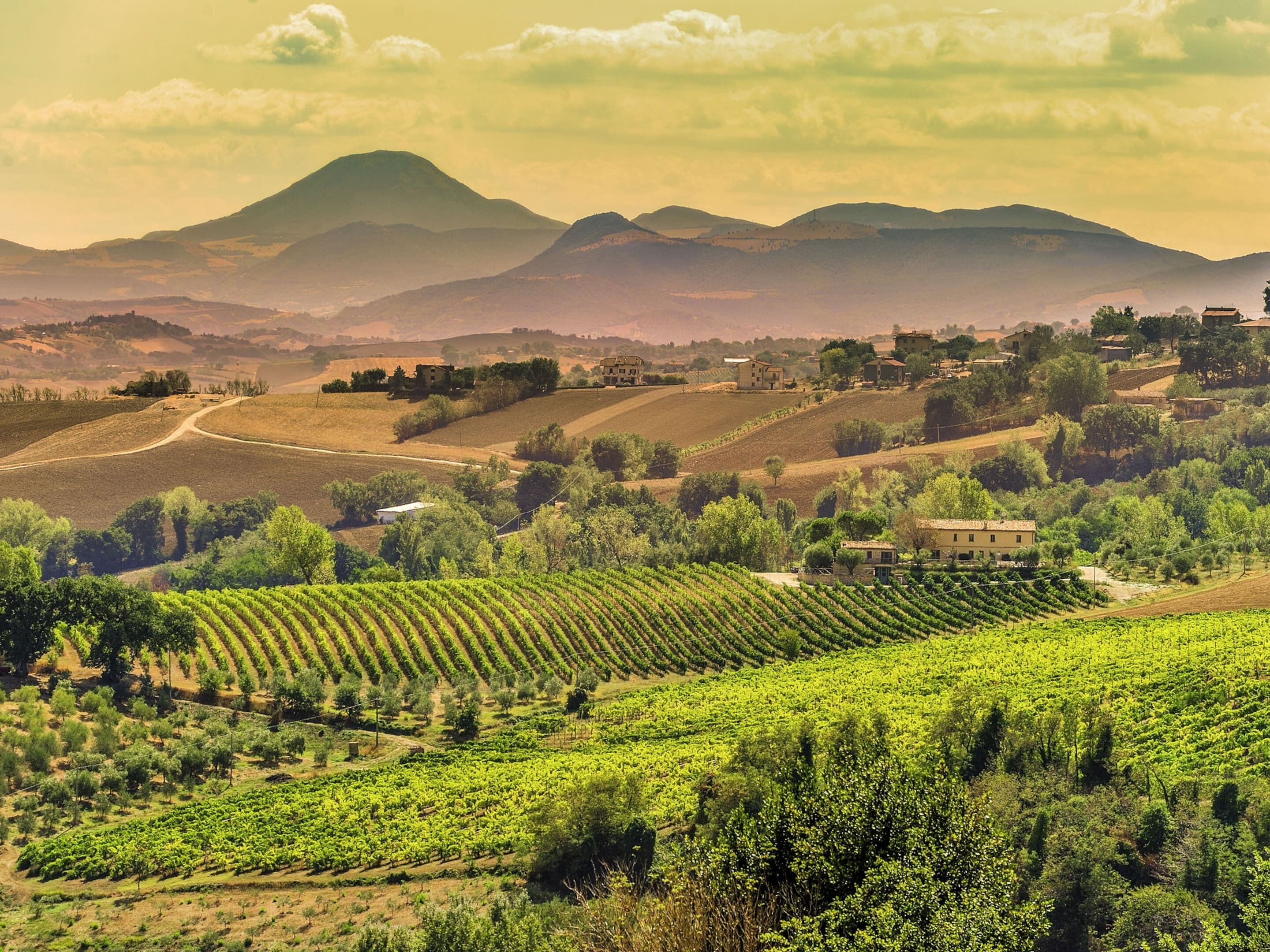 A vineyard with rows of grapevines, a small building, and rolling hills in the background.