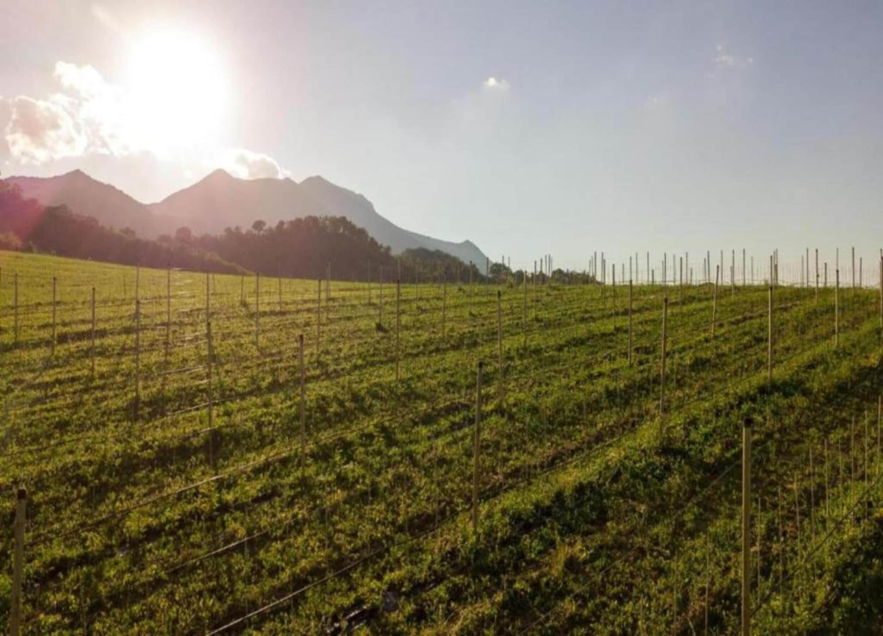 A field with rows of crops and a mountain in the background.