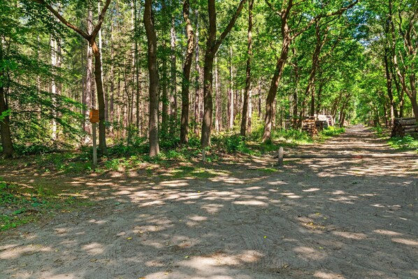 A forested dirt path with trees on either side.