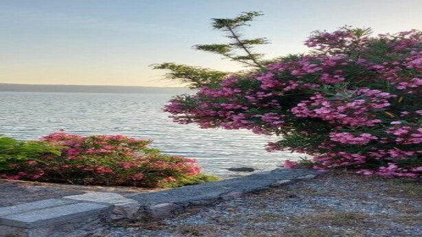 A view of a lake with pink flowering bushes and a clear sky. - Comfortable Apartment in Novalja near Zrče Beach  (Novalja)
