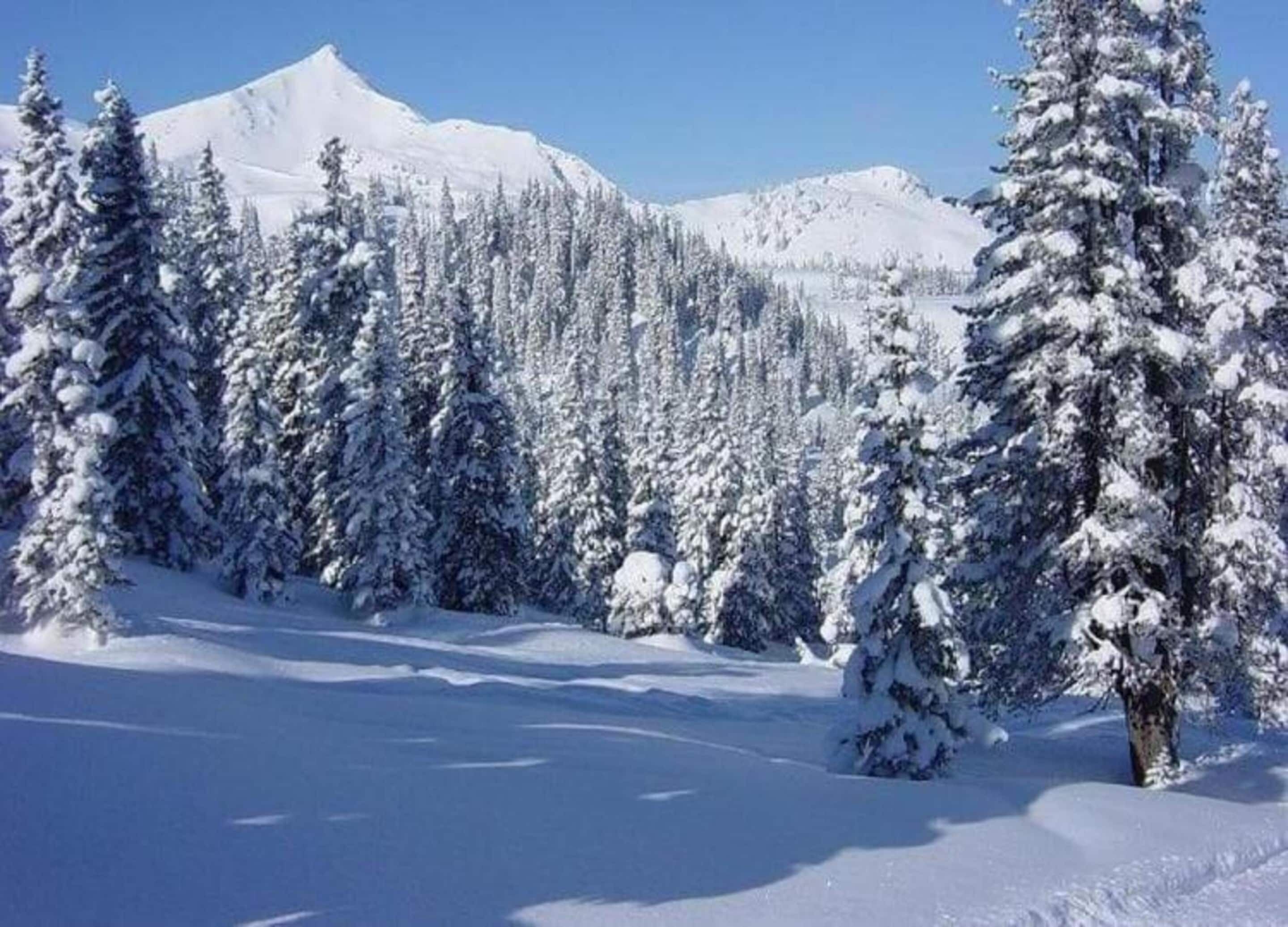 Paisagem de montanha coberta de neve, com árvores de coníferas densas e um céu azul límpido.