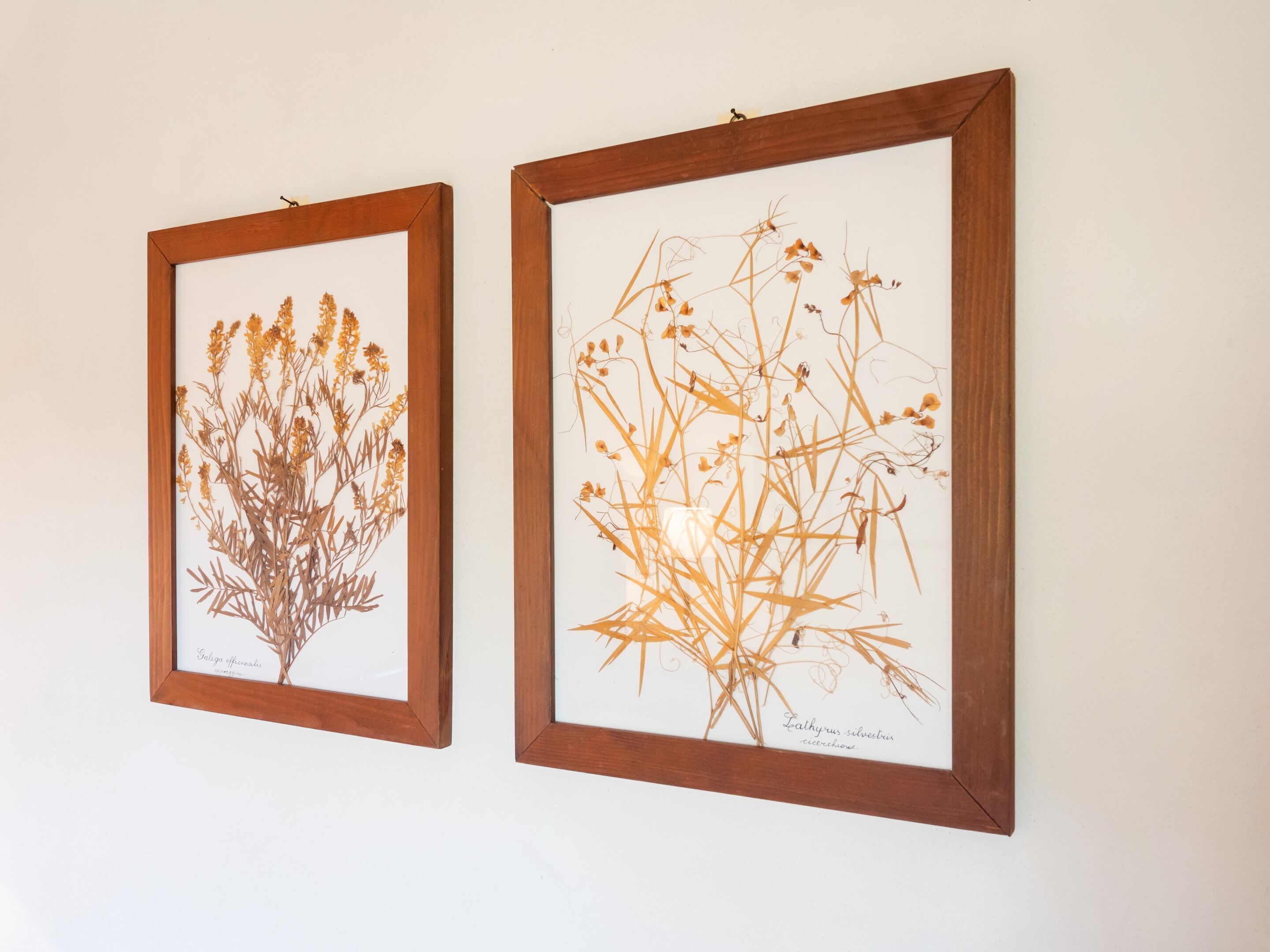 Deux illustrations botaniques encadrées sont accrochées au mur.