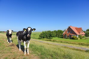 Deux vaches qui marchent sur une route de campagne, avec une maison à toit rouge en arrière-plan.