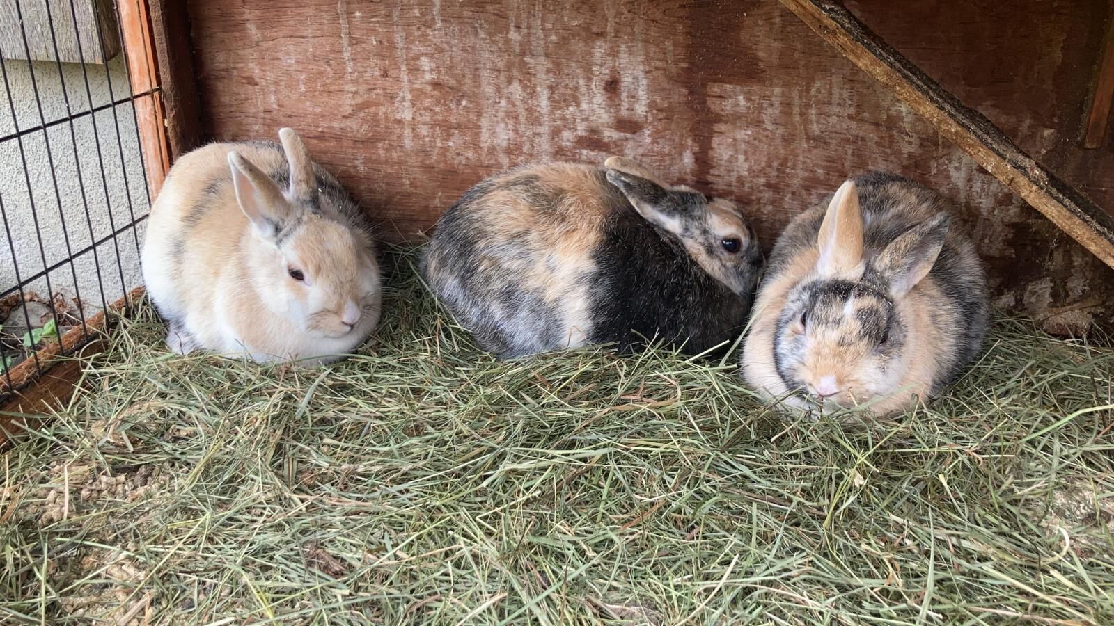 Three rabbits in a wooden enclosure with hay on the floor.