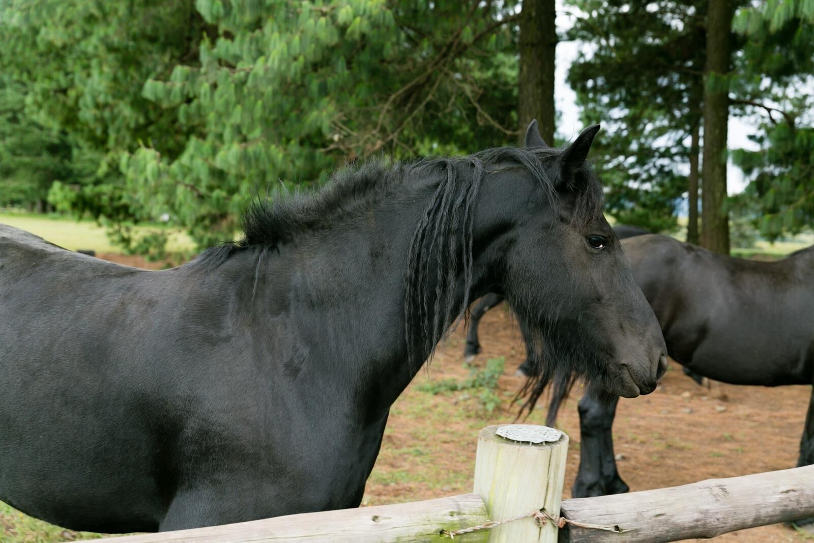 A stable with black horses.
