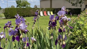 A garden with purple flowers and a building in the background.
