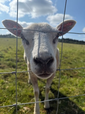 A close-up of a sheep's face through a wire fence.