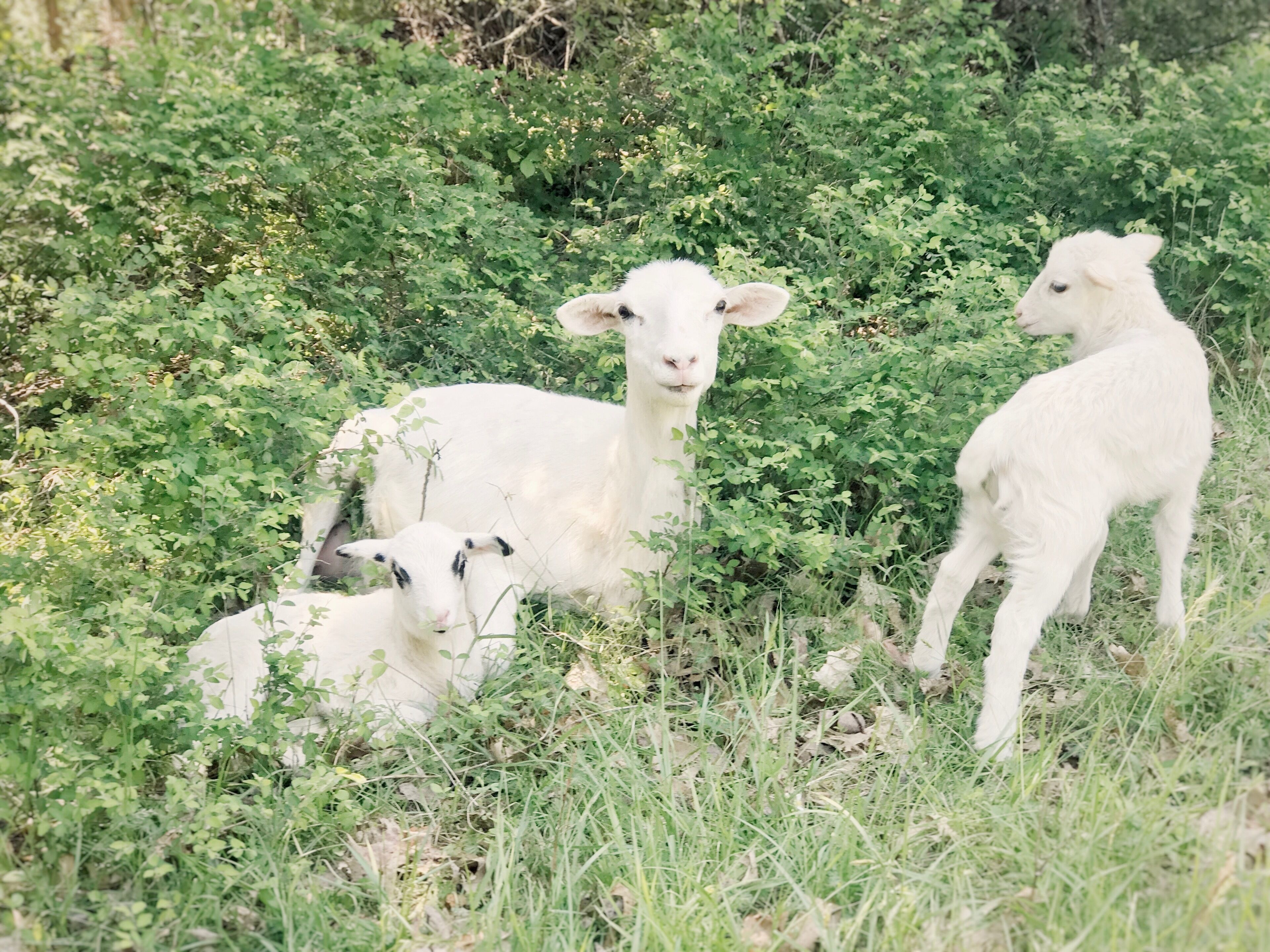 Trois moutons blancs dans une zone herbeuse, entourés d’un feuillage vert et dense.