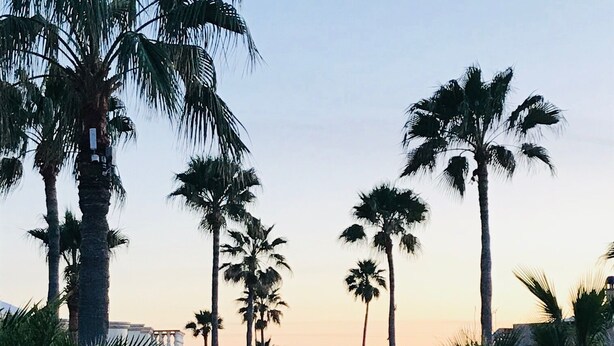 A pathway lined with palm trees and a clear sky at dusk. - Breathtaking Custom Home in Sandy Beach with Great Amenities! (Puerto Penasco)