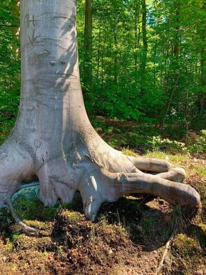 Nicht klassifiziertes Bild, 4 von 31, Schaltfläche